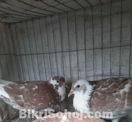 সিরাজী ও দেশী কবুতরের ক্রস(Cross breed)